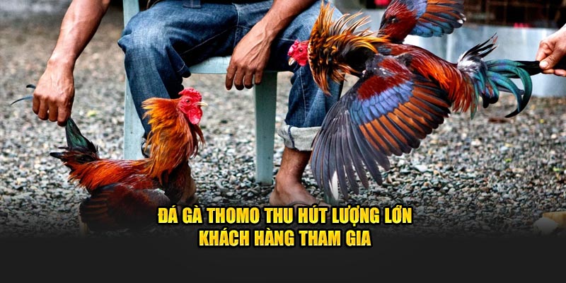 Đá Gà Thomo thu hút lượng lớn khách hàng tham gia