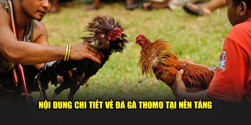 Nội dung chi tiết về Đá Gà Thomo tại nền tảng