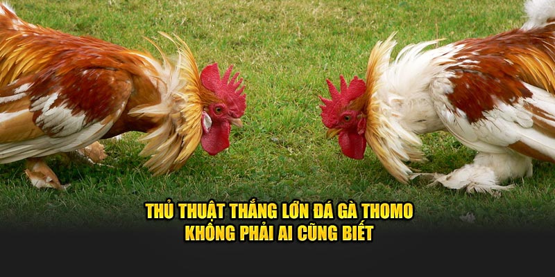 Thủ thuật thắng lớn Đá Gà Thomo không phải ai cũng biết